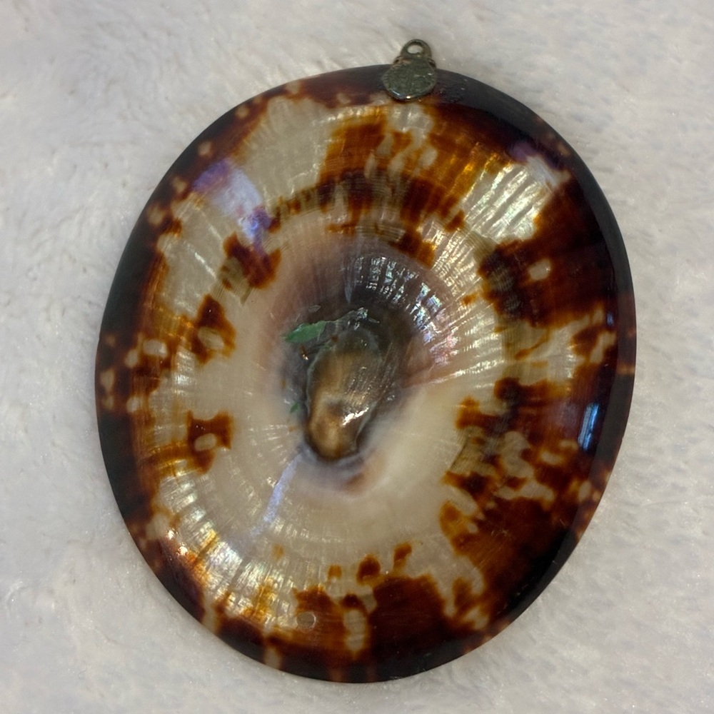 Polished Brown and Cream Sea Shell Pendant
